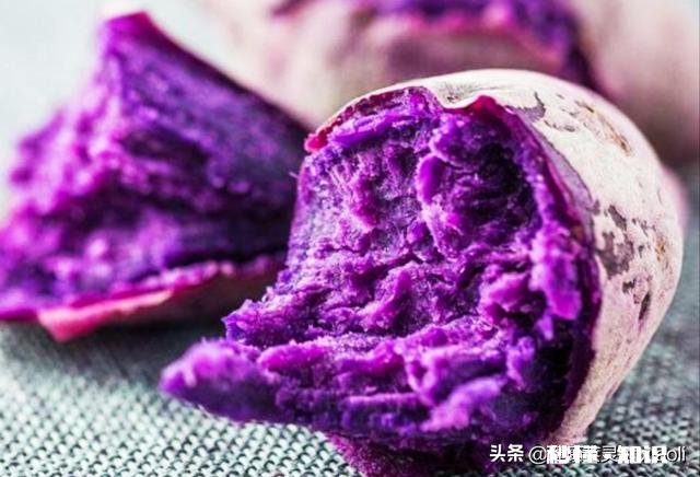 紫薯到底是不是基因改造的薯类