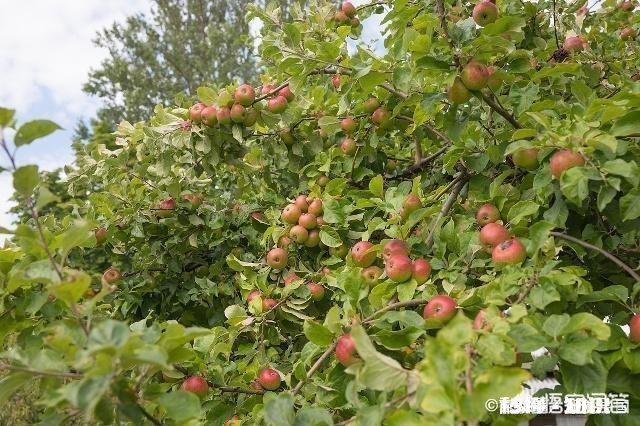 为什么城市园林绿化，总是栽各种有毛毛的树，而不是种果树，即使栽有果树也是不常见的