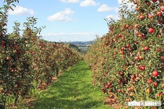 为什么城市园林绿化，总是栽各种有毛毛的树，而不是种果树，即使栽有果树也是不常见的