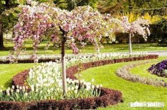 为什么城市园林绿化，总是栽各种有毛毛的树，而不是种果树，即使栽有果树也是不常见的