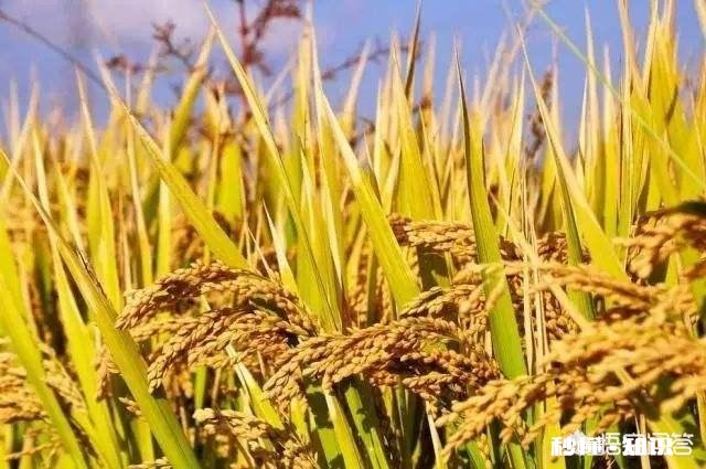 为什么东北大米好吃它的营养价值在哪里