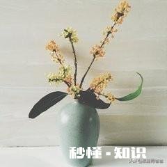 6月可扦插桂花吗