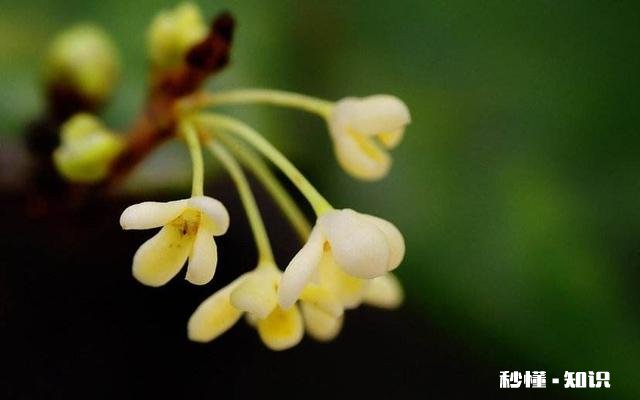 6月可扦插桂花吗