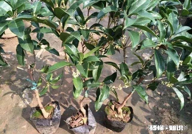 6月可扦插桂花吗