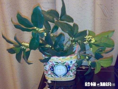 6月可扦插桂花吗