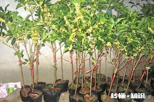 6月可扦插桂花吗