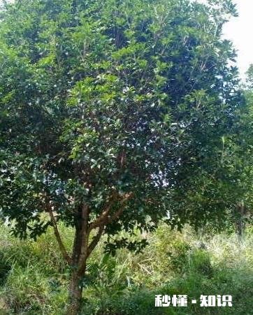 6月可扦插桂花吗