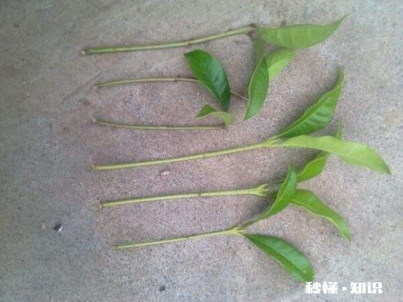 6月可扦插桂花吗