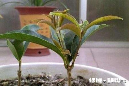 6月可扦插桂花吗