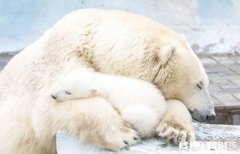 “身体发肤，受之父母”，对于有的人纹身、烫彩发，你怎么看