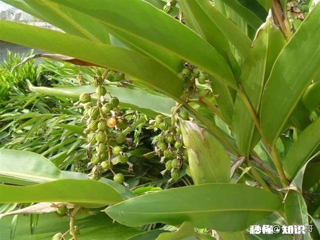 是哪几种原因造成农村有些土特产滞销你有什么要对农民说吗