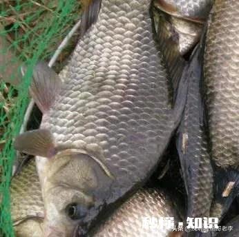 夏季鲫鱼清淡饵料配方