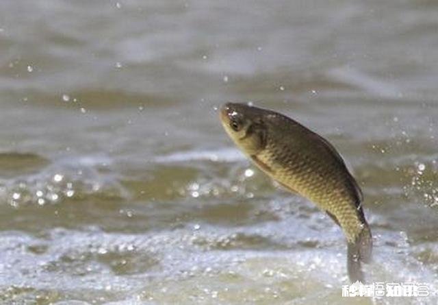 夏季鲫鱼清淡饵料配方