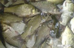 夏季鲫鱼清淡饵料配方