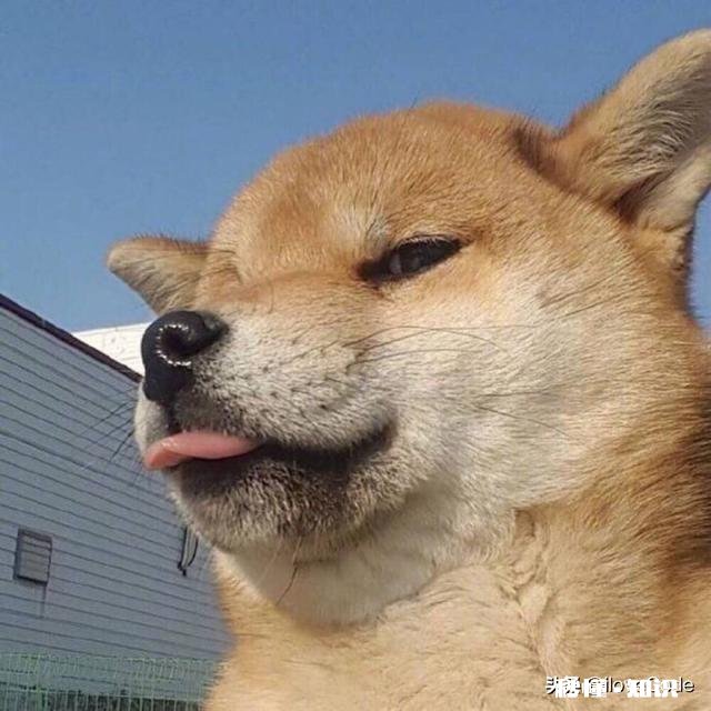 有哪些很甜的表情包