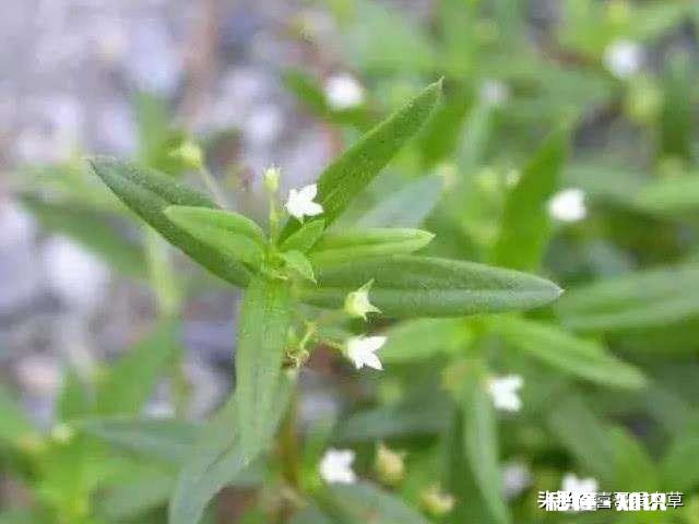 蒲公英见过，蒲公英茶喝过吗