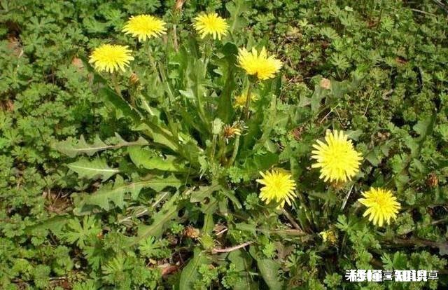 蒲公英见过，蒲公英茶喝过吗