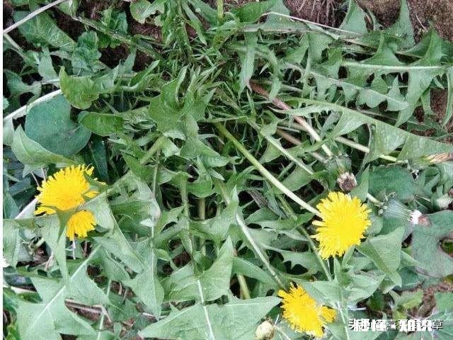 蒲公英见过，蒲公英茶喝过吗