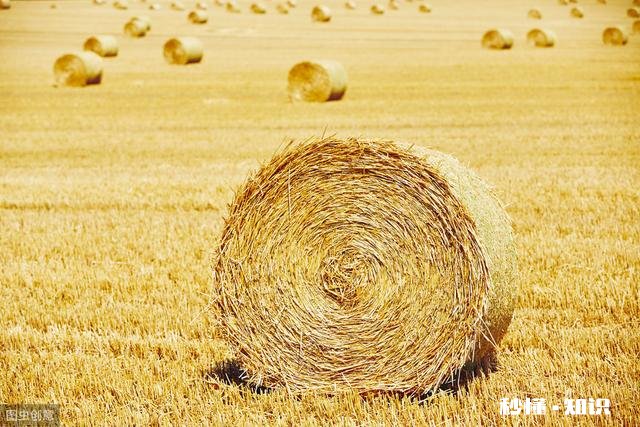 夏季丰收已来到，废弃秸秆咋处理