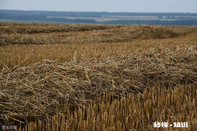 夏季丰收已来到，废弃秸秆咋处理