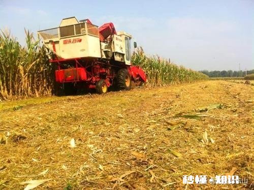 夏季丰收已来到，废弃秸秆咋处理