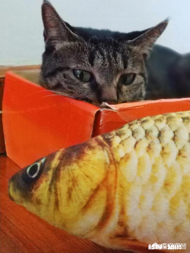 养一只狸花猫是一种怎样的体验