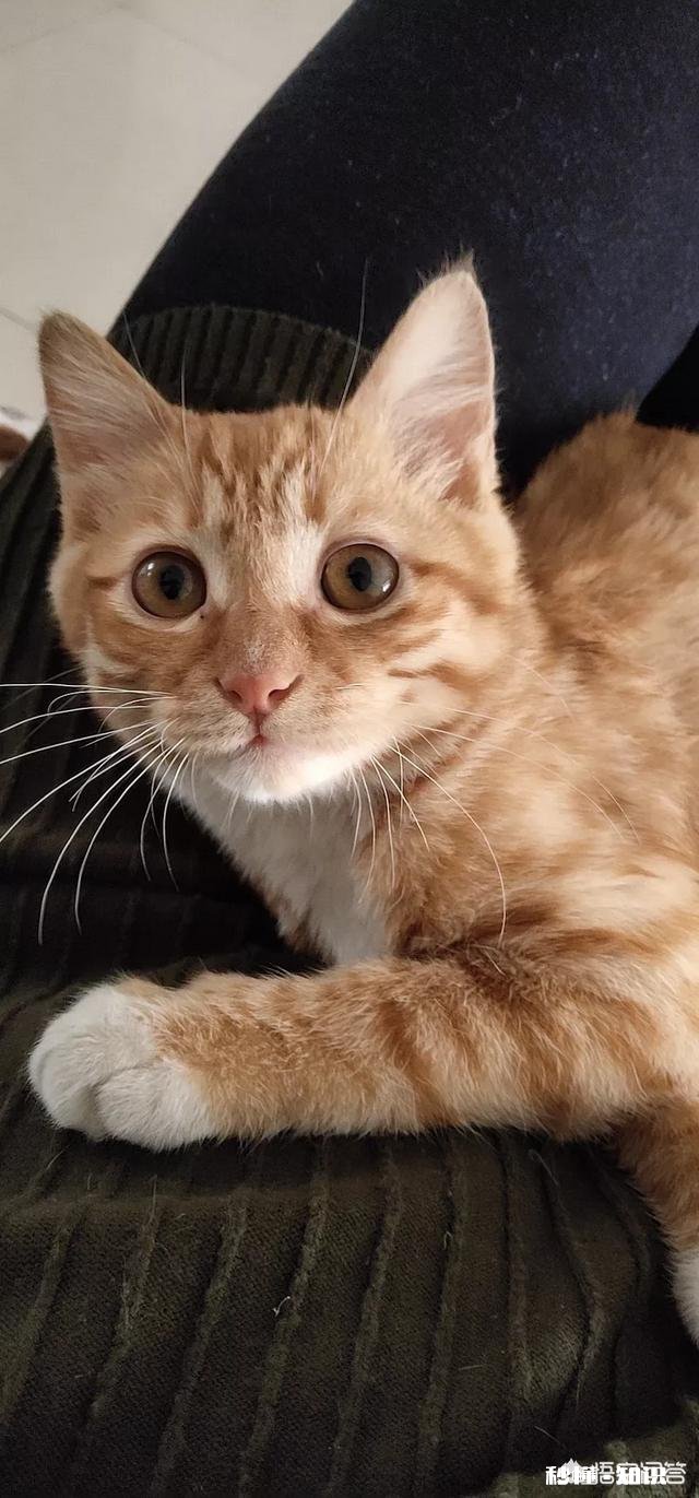 养一只狸花猫是一种怎样的体验