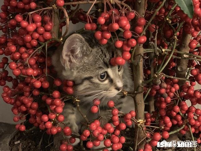 养一只狸花猫是一种怎样的体验