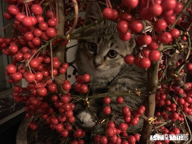 养一只狸花猫是一种怎样的体验