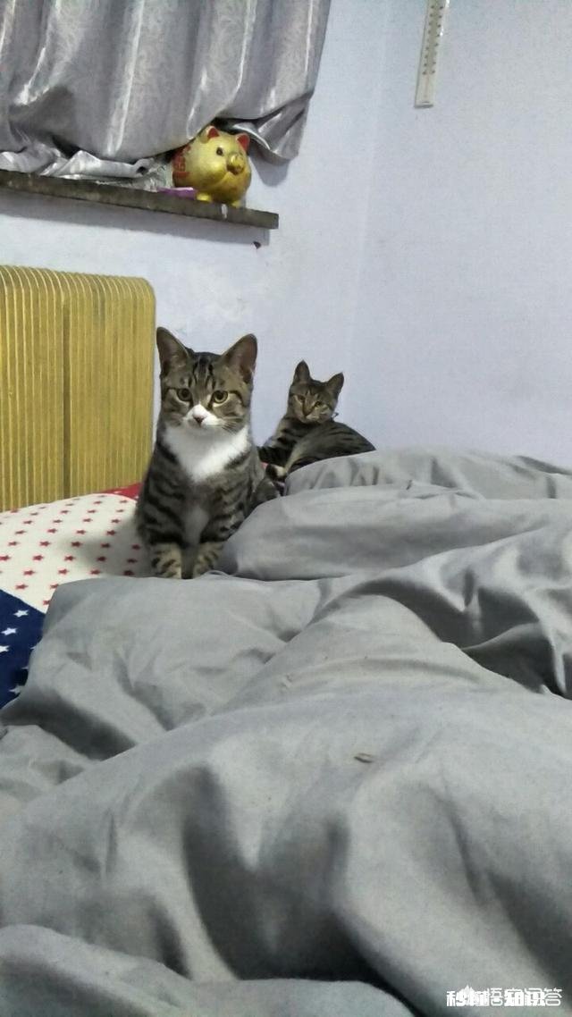 养一只狸花猫是一种怎样的体验