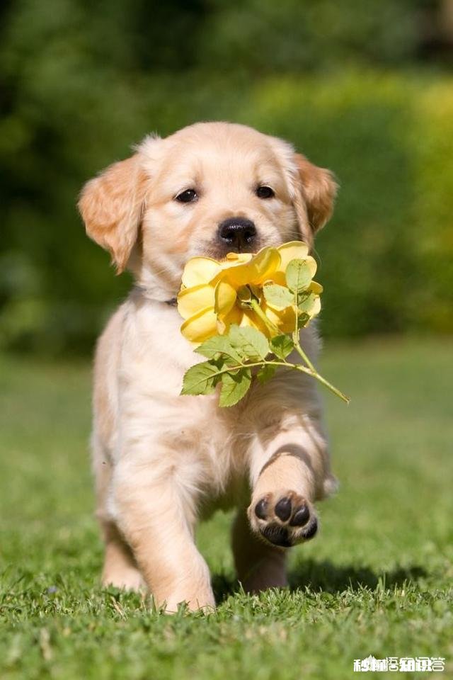 罗斯还能再次焕发春天吗