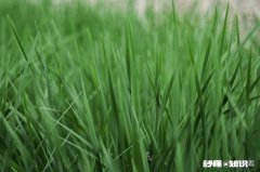 绿色真的护眼吗