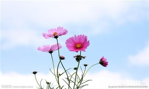 怎样合理利用多媒体进行教学有哪些好处