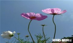 怎样合理利用多媒体进行教学有哪些好处