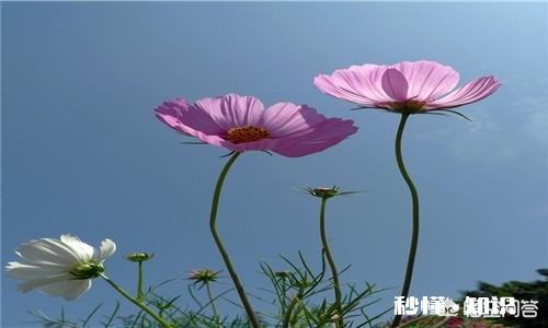 怎样合理利用多媒体进行教学有哪些好处