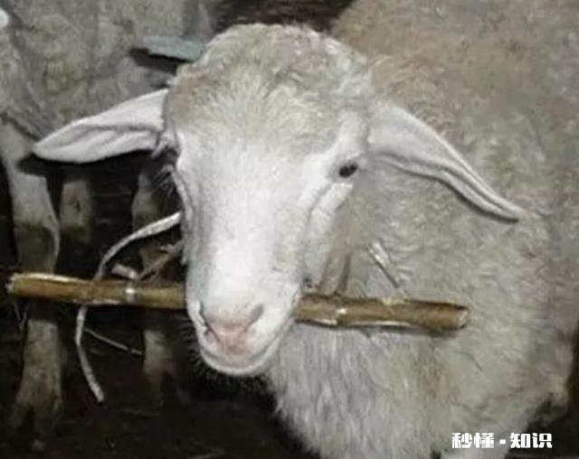 羊吃麸皮吃多了该怎么办