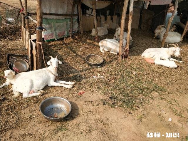 羊吃麸皮吃多了该怎么办