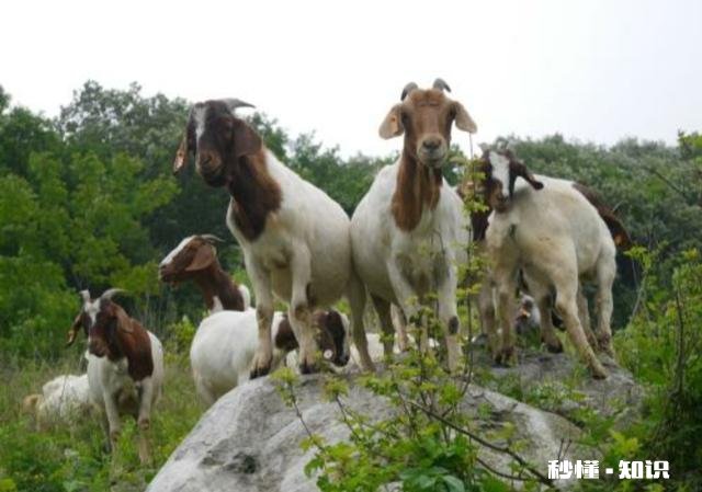 羊吃麸皮吃多了该怎么办
