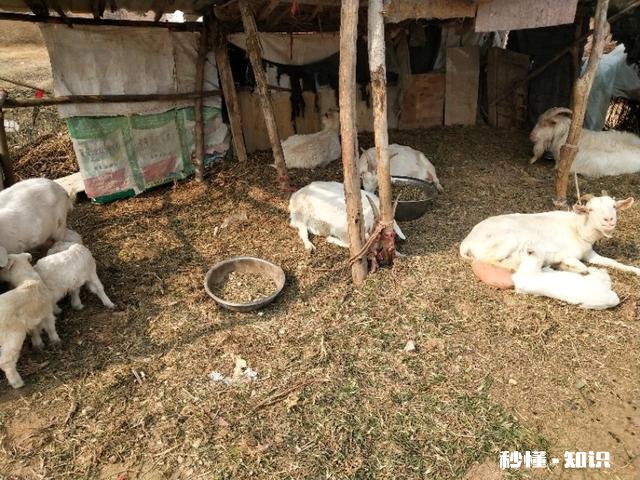 羊吃麸皮吃多了该怎么办