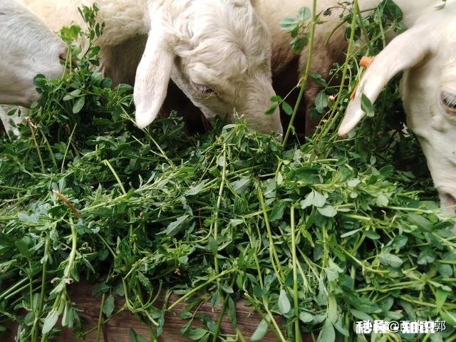 羊吃麸皮吃多了该怎么办