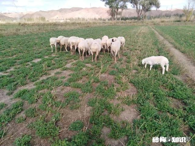 羊吃麸皮吃多了该怎么办