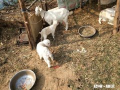 羊吃麸皮吃多了该怎么办