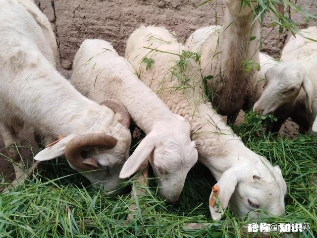 羊吃麸皮吃多了该怎么办