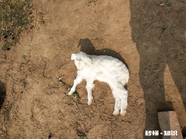 羊吃麸皮吃多了该怎么办