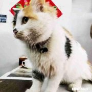 养驴和养猪哪个效益更好呢