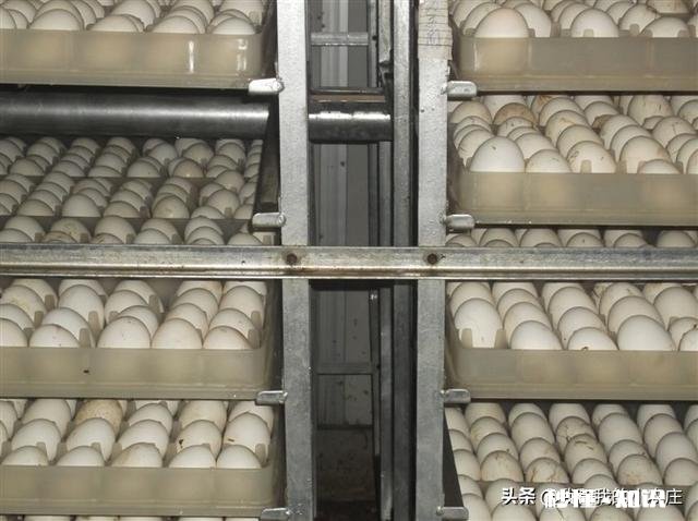 鹅蛋要孵多少天