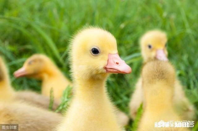 鹅蛋要孵多少天