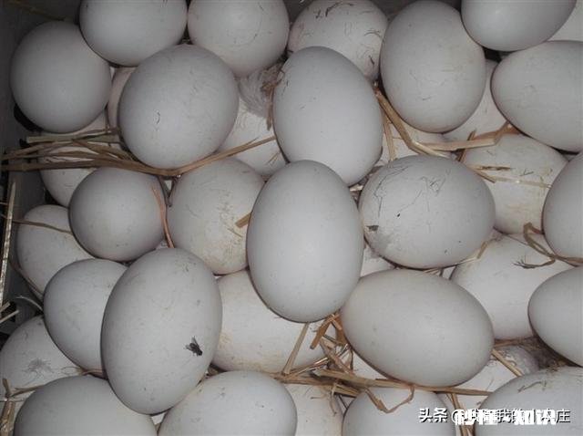 鹅蛋要孵多少天