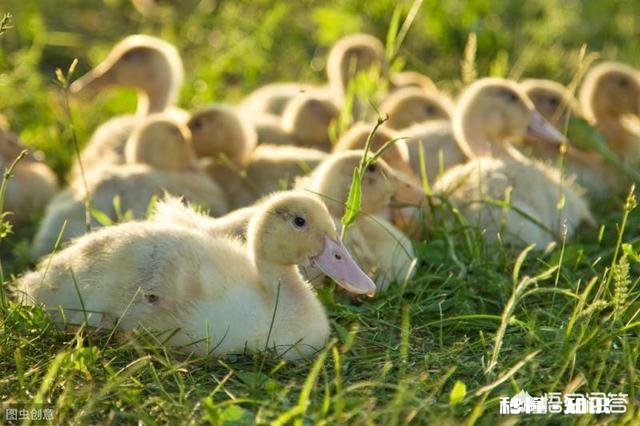 鹅蛋要孵多少天