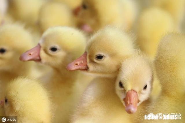 鹅蛋要孵多少天